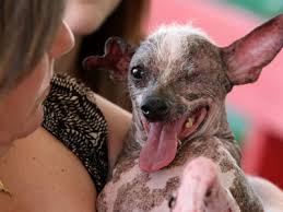 worlds ugliest dog