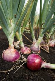 onion