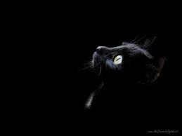 chat noir et sorcieres Fond-ecran-profil-de-chat-noir