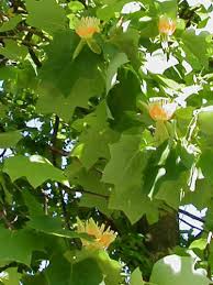 pictures tulip tree