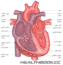 الاعراض التي تظهر علي الجسم...نتيجة للنقص الغذائي 1~1