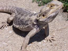 picture bearded dragons