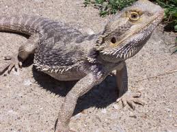 pictures bearded dragon