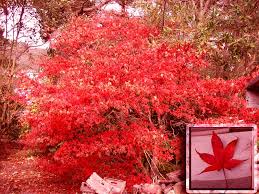 acer palmatum photos