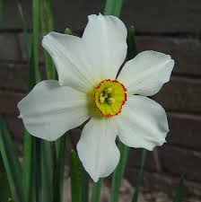 narcissus flowers
