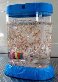 sea monkeys