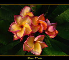 hawaiian flower plumeria