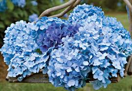 Summer Flower Tip: Hydrangeas