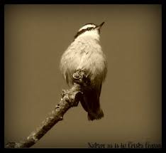 little bird pictures