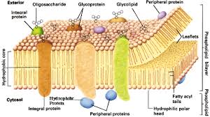 membrane