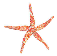starfish