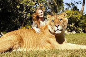 lions tigers
