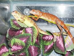 pet reptiles