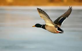 flying birds wallpapers
