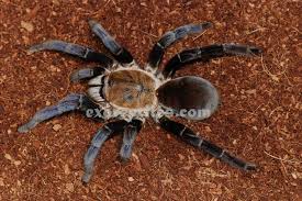 cobalt blue tarantula