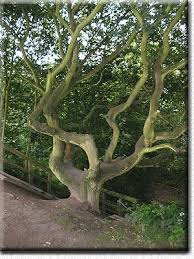 strange trees