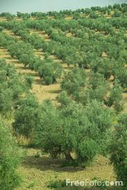 pictures olive trees