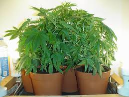 weed plants