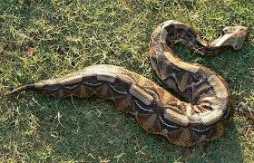 rhino viper snake
