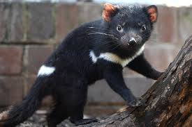 Tasmanian Devils