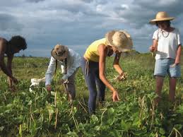 Farm_work