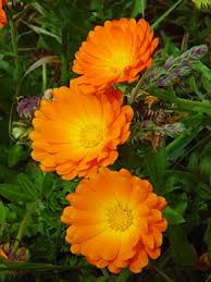 calendula