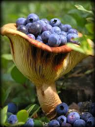 The snozberries taste like
