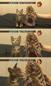 japanese kitten
