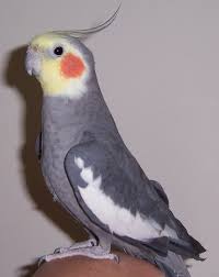 cockatiel
