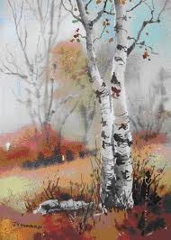 pictures birch tree
