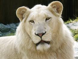  هذي قصة حياتي قلتها قبل ونعاودها ...... الشيخ الغريب..... White_Lion