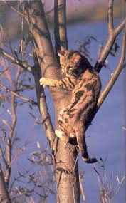 large cat breeds