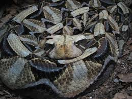 gaboon viper pictures