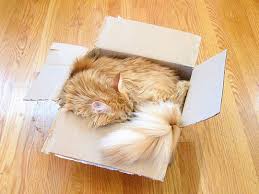 real cat pictures