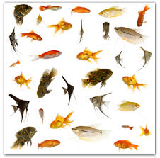 aquarium fish species pictures