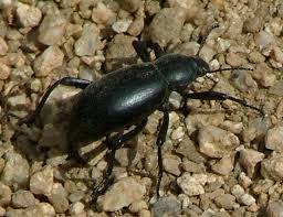 darkling beetles