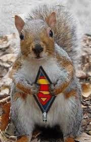 funny pictures of animals