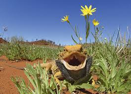 pictures bearded dragon