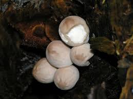 فطر الخميرة Lycoperdon_pyriforme