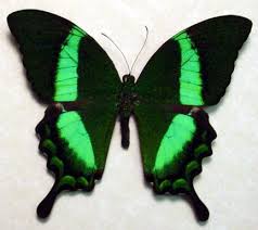green swallowtail butterfly