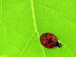 japanese lady beetle