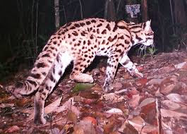 leopard cat pictures