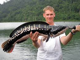 giant fish pictures