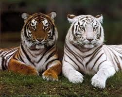 bengal tigers