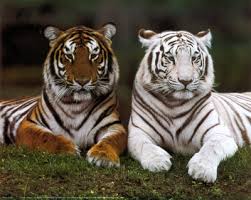 http://t2.gstatic.com/images?q=tbn:DggyXhXtVvR-TM:http://imagecache2.allposters.com/images/pic/NYG/76081~Bengal-Tigers-Posters.jpg