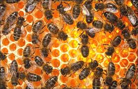 bee hive