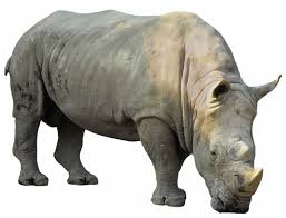 rhino picture