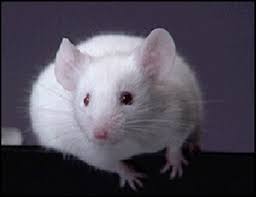 ╣◄ما سبب استخدام العلماء الفئران للتجارب !!►╠ Attachment