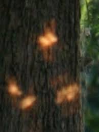 real fairy photos