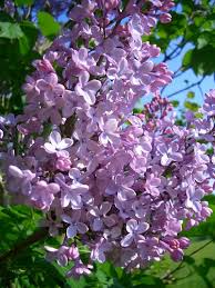 lilac flower tattoo